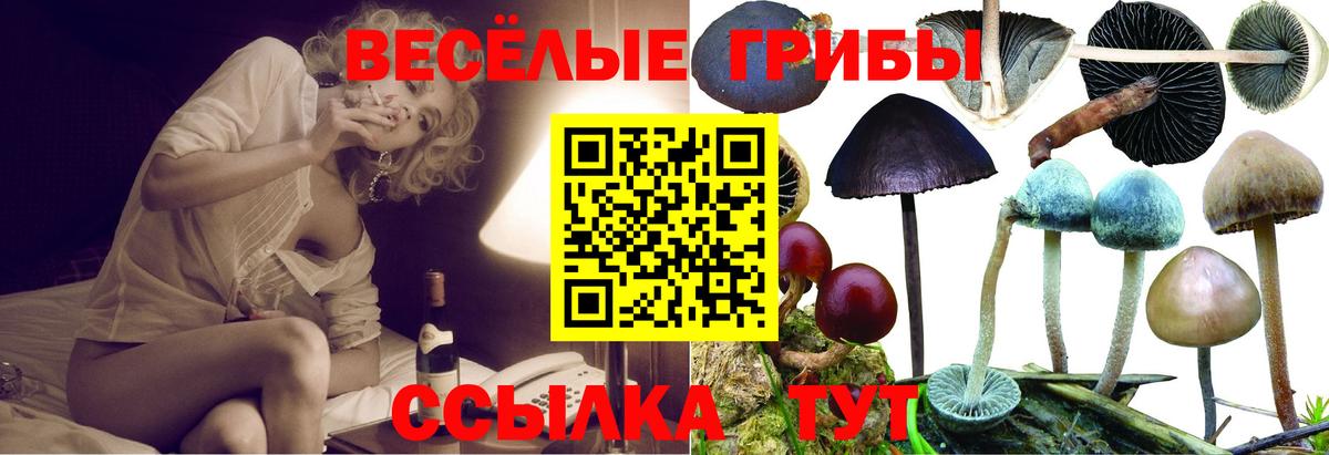 Псилоцибиновые грибы Psilocybe Вышний Волочёк
